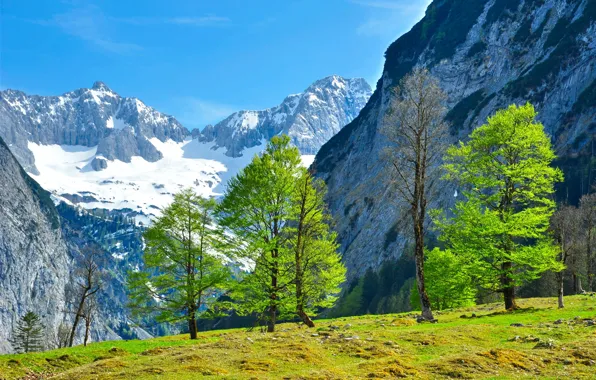 Зелень, трава, деревья, пейзаж, горы, природа, Австрия, Tyrol