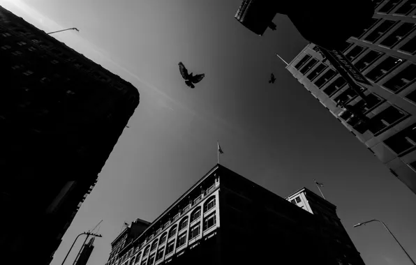 City, Sky, Wallpaper, Photo, Roof, Dove, Rinzi Ruiz, Black & White