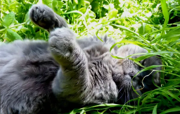 Картинка в траве, нежится, лежит на спине, серая кошка