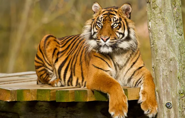 Картинка кошка, взгляд, тигр