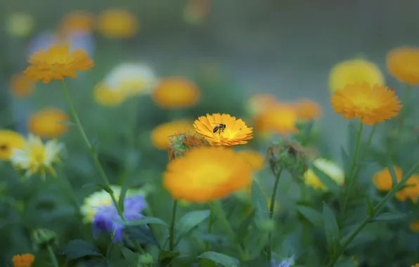 Картинка лето, цветы, пчела, желтые, насекомое, клумба, календула