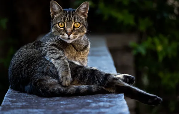 Кошка, кот, взгляд, поза, лежит