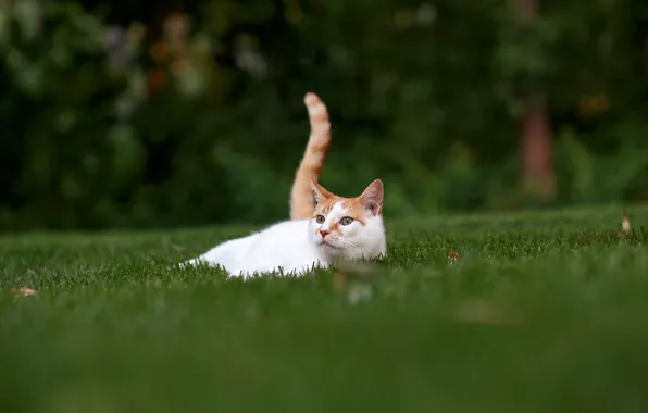 Картинка кошка, трава, отдых, хвост, лужайка, котейка