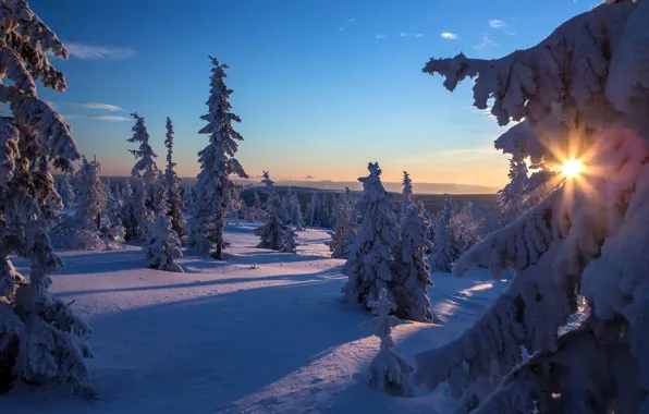 Картинка зима, небо, солнце, лучи, снег, деревья, ель