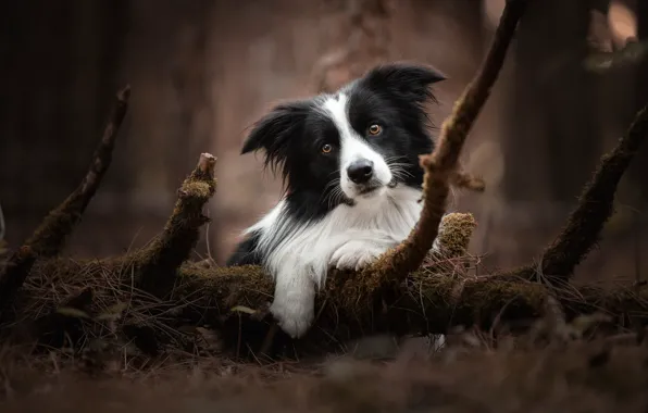 Природа, собака, бордер-колли