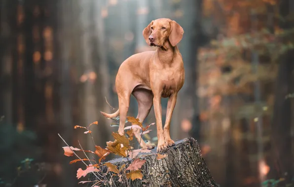 Картинка осень, взгляд, поза, пень, собака, коричневая, веймаранер