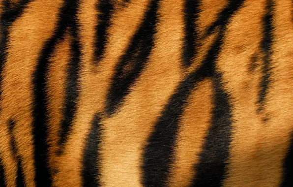 Картинка тигр, полосы, шерсть, мех