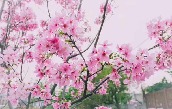 Картинка ветки, весна, сакура, цветение, pink, blossom, sakura, cherry