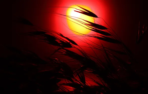 Закат, фото, колосья