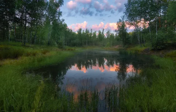 Лес, деревья, пейзаж, природа, озеро, рассвет, утро, Алексей Богорянов