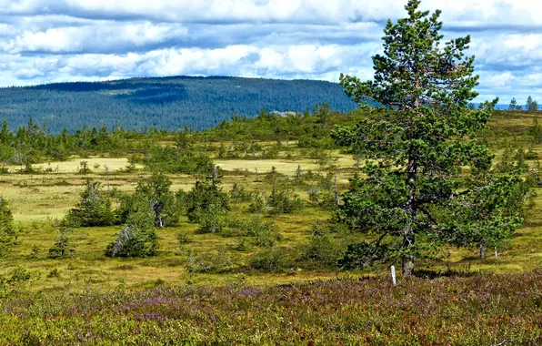 Картинка лес, облака, деревья, поляна, Норвегия, Hamar