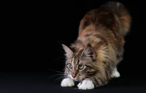 Кошка, кот, взгляд, поза, черный фон, мордашка, потягивается, фотостудия