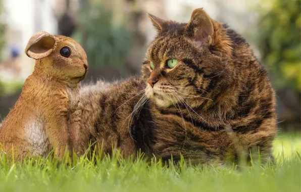 Кошка, трава, кот, взгляд, морда, поза, серый, поляна