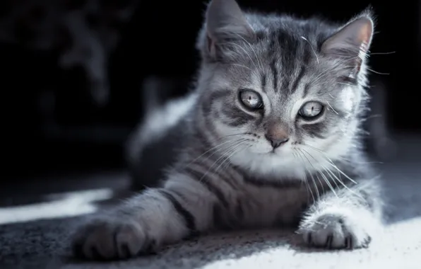 Кошка, взгляд, свет, поза, темный фон, котенок, серый, лапки