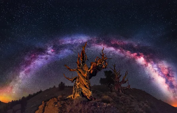 Картинка небо, звезды, ночь, дерево, скалы, млечный путь