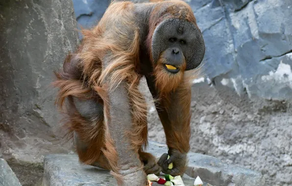 Картинка еда, орангутан, вольер, обезьяна человекообразная