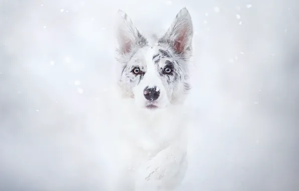 Зима, снег, лапа, собака
