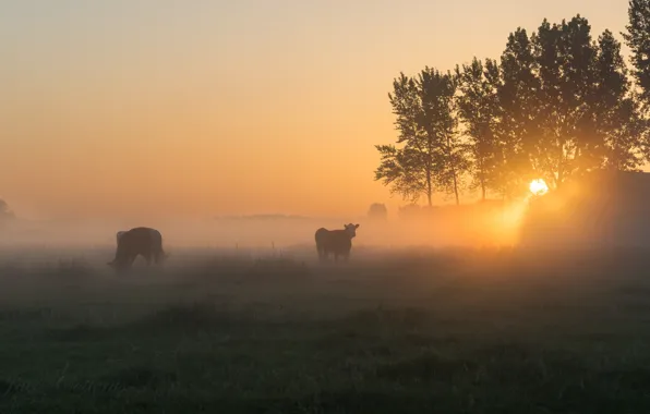 Туман, утро, коровы