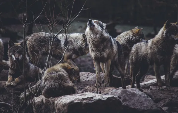 Картинка animal themes, group of animals, wolf pack on rock formation