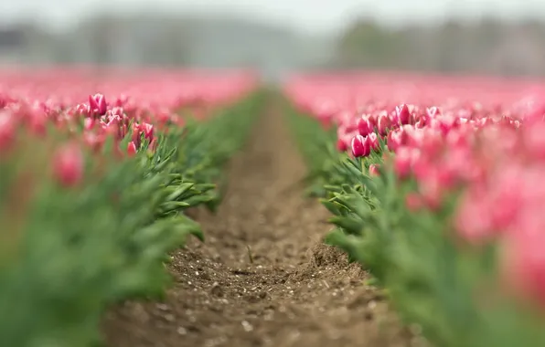 Картинка поле, цветы, тюльпаны