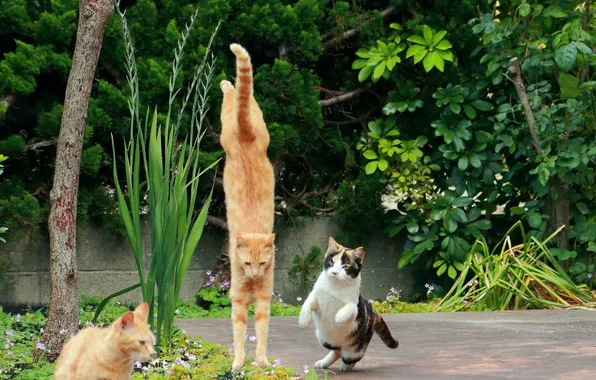 Прыжок, коты, ситуация, сад