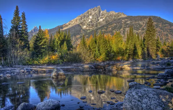 Картинка лес, деревья, горы, ручей, камни, США, коряги, Grand Teton