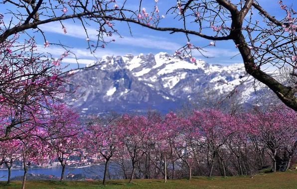 Снег, деревья, горы, весна, Италия, цветение, Ломбардия, Вальмадрера