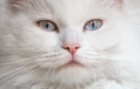 Картинка кошка, взгляд, мордочка, белая, голубые глаза, пушистая