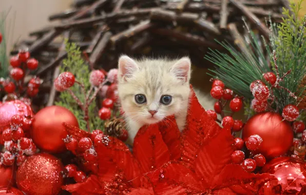 Кошка, взгляд, шарики, котенок, малыш, Рождество, Новый год, мордашка