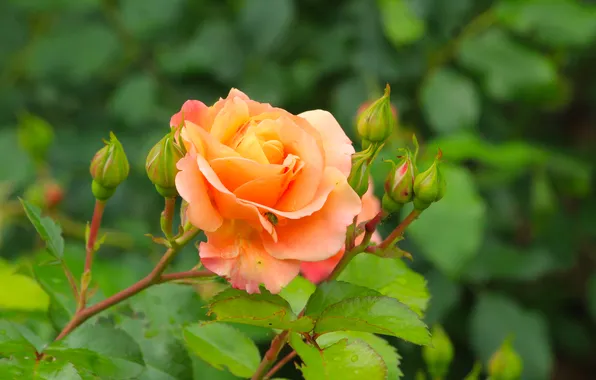 Rose, flower, blooming