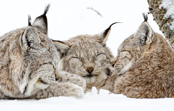 Картинка зима, снег, дикие кошки, рысь, трио, рыси, троица