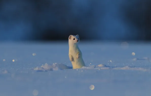 Картинка snowflakes, weasel, tailed, snow background, vermin, vicious, stoat