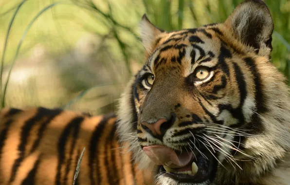 Картинка язык, морда, хищник, киска, © Anne-Marie Kalus, суматранский тигр