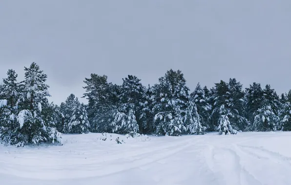 Картинка зима, снег, деревья, природа, фото, дерево, картинки, ели