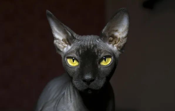 Кошка, кот, взгляд, поза, темный фон, серый, портрет, мордашка