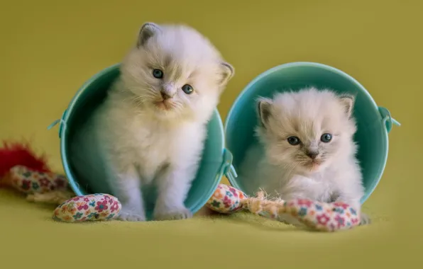 Кошки, фон, игра, игрушки, пара, котята, пушистые, двое
