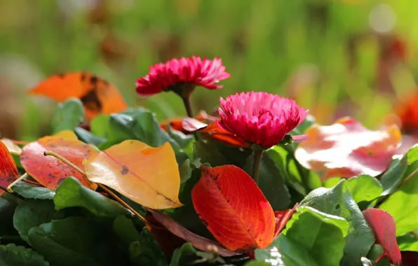 Картинка осень, цветы, листва, красота, маргаритки