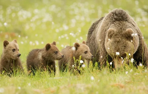 Отдых, поляна, семья, медведи, медвежата, brown, медведица, природа.