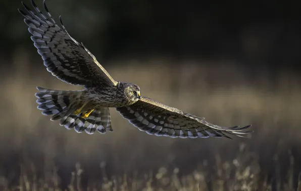 Полёт, хищная птица, Hen harrier, полевой лунь