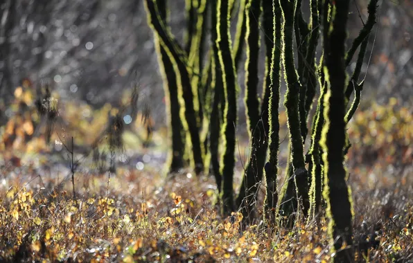 Трава, деревья, природа