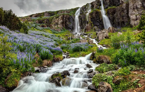 Waterfall, Iceland, lupine flowers