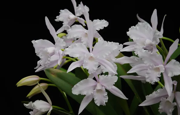 Картинка белые, орхидеи, экзотика