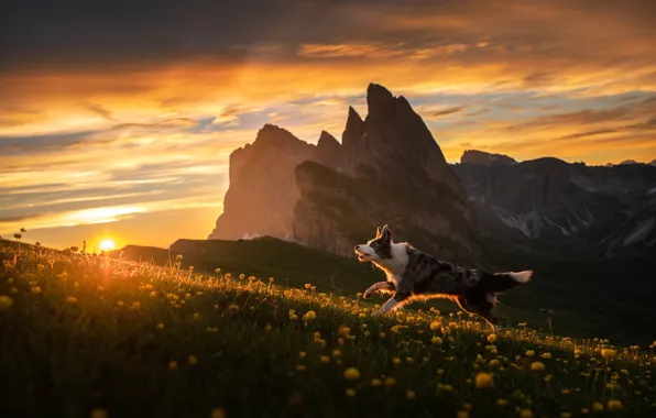 Картинка закат, цветы, горы, собака, Бордер-колли