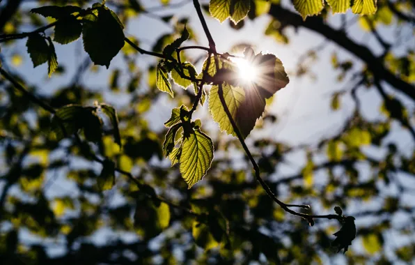 Солнце, Природа, Листья, Ветка, Лепестки, Nature, Sun, Flora