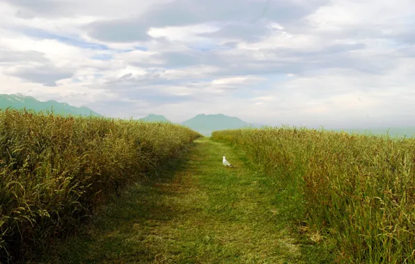 Sky, field, seagull