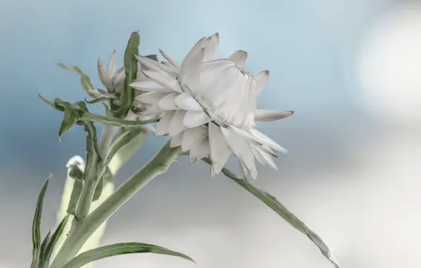 Цветы, фон, бутоны, Fleur Walton