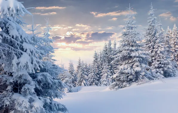 Картинка зима, лес, облака, снег, ёлки
