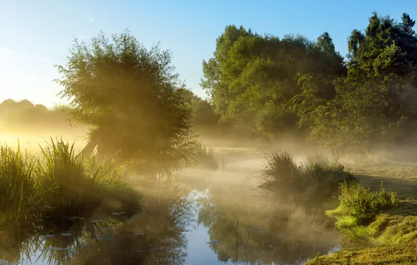 Картинка небо, деревья, туман, пруд, утро
