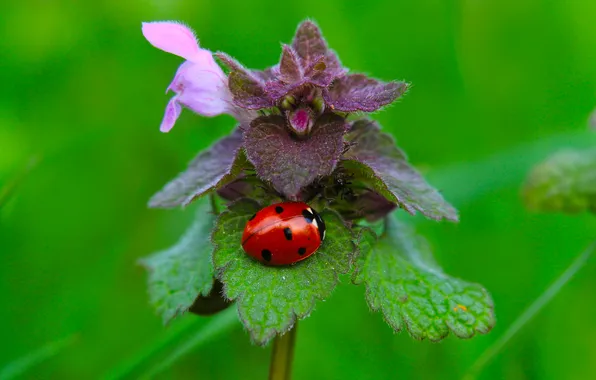 Plant, insect, ladybird