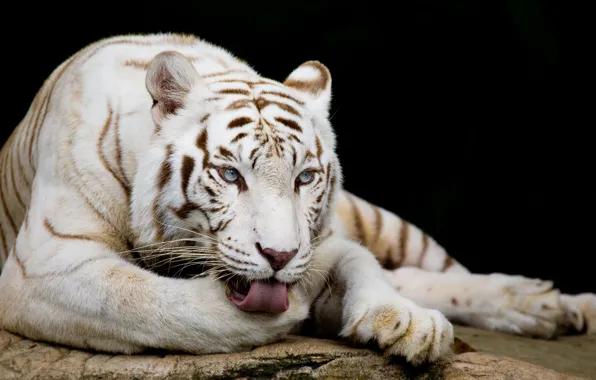 Картинка язык, кошка, животные, белый, глаза, тигр, поза, полосы